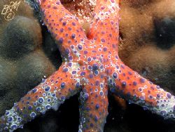 Starfish from Whitsundays. I liked the patterns, so I fra... by Brian Mayes 